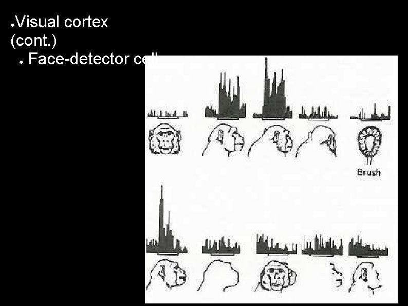 Visual cortex (cont. ) ● Face-detector cell ● 