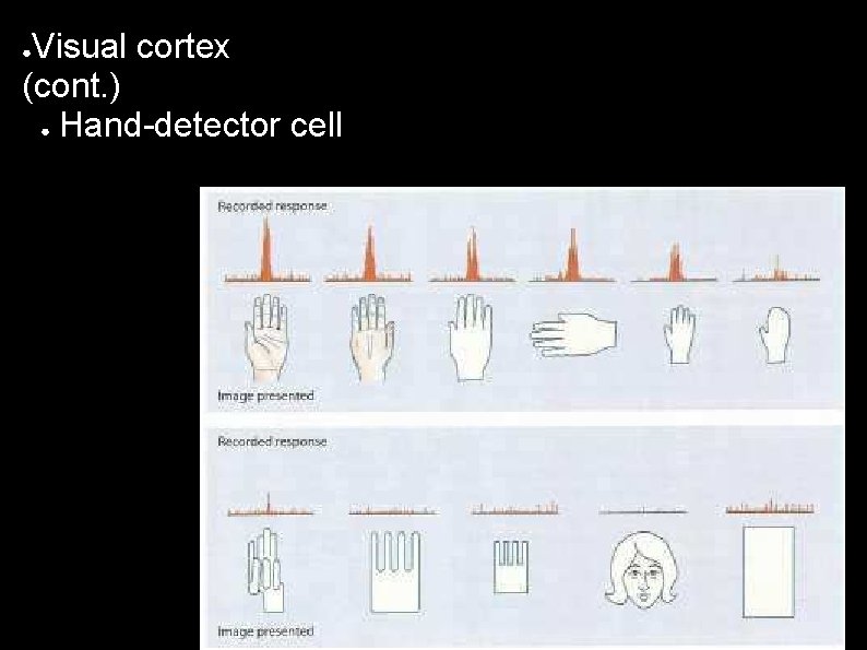 Visual cortex (cont. ) ● Hand-detector cell ● 