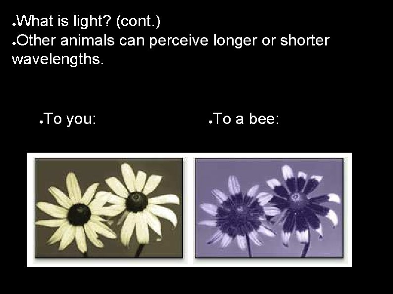 What is light? (cont. ) ●Other animals can perceive longer or shorter wavelengths. ●