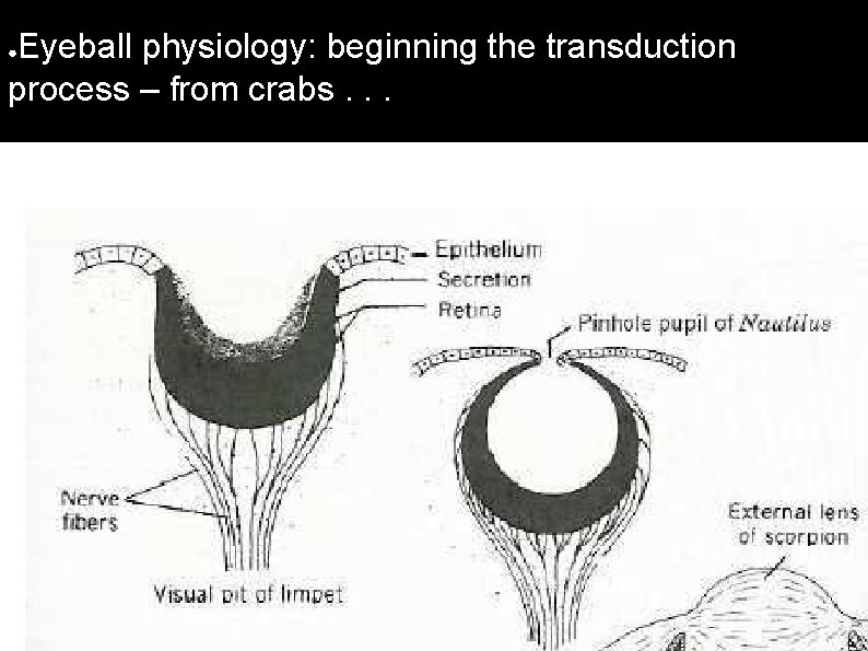 Eyeball physiology: beginning the transduction process – from crabs. . . ● 