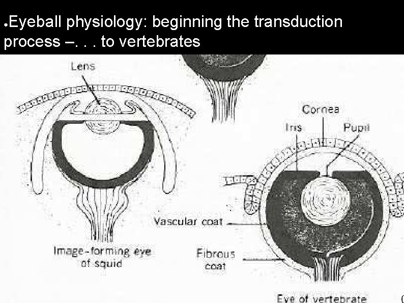 Eyeball physiology: beginning the transduction process –. . . to vertebrates ● 