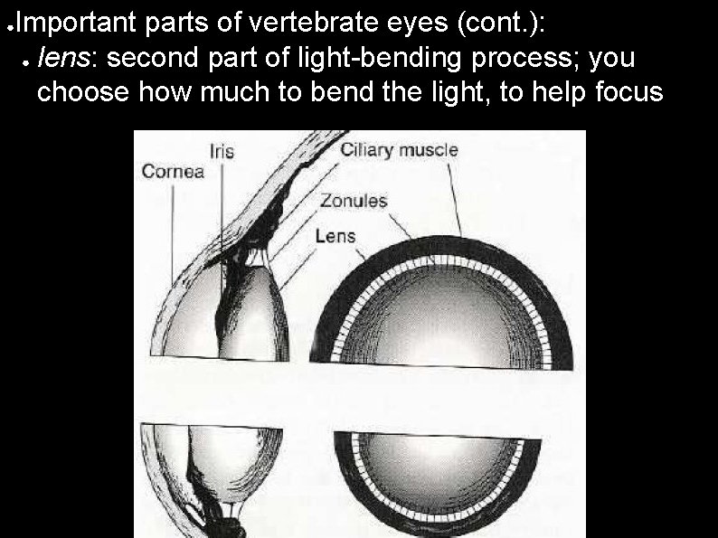 ● Important parts of vertebrate eyes (cont. ): ● lens: second part of light-bending