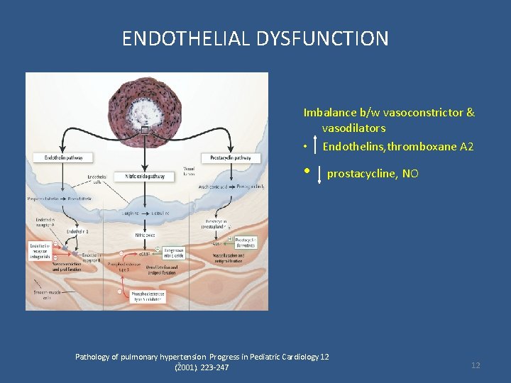 ENDOTHELIAL DYSFUNCTION Imbalance b/w vasoconstrictor & vasodilators • Endothelins, thromboxane A 2 • prostacycline,