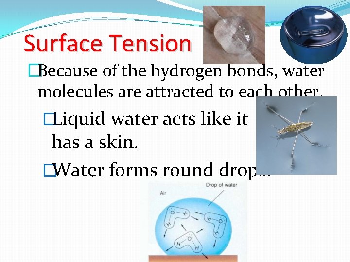 Surface Tension �Because of the hydrogen bonds, water molecules are attracted to each other.