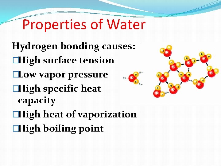 Properties of Water Hydrogen bonding causes: �High surface tension �Low vapor pressure �High specific