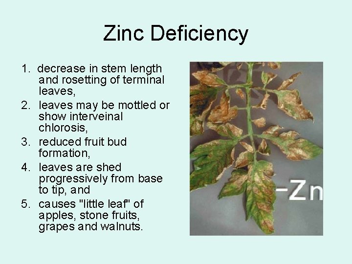 Zinc Deficiency 1. decrease in stem length and rosetting of terminal leaves, 2. leaves