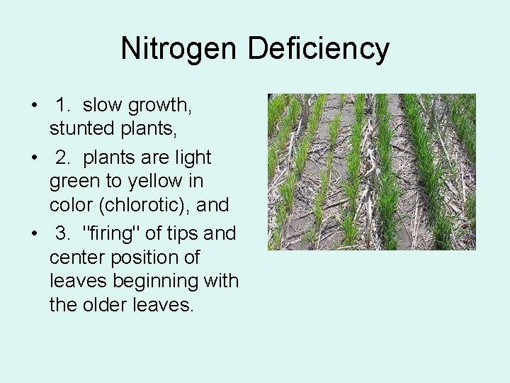 Nitrogen Deficiency • 1. slow growth, stunted plants, • 2. plants are light green