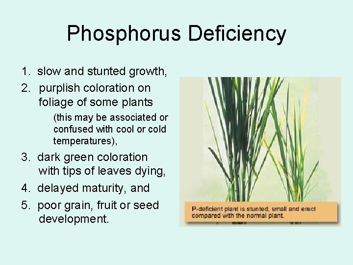 Phosphorus Deficiency 1. slow and stunted growth, 2. purplish coloration on foliage of some