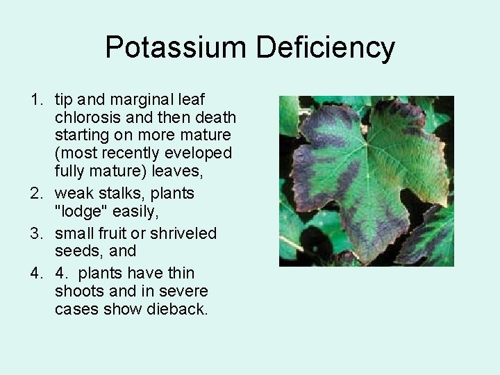 Potassium Deficiency 1. tip and marginal leaf chlorosis and then death starting on more
