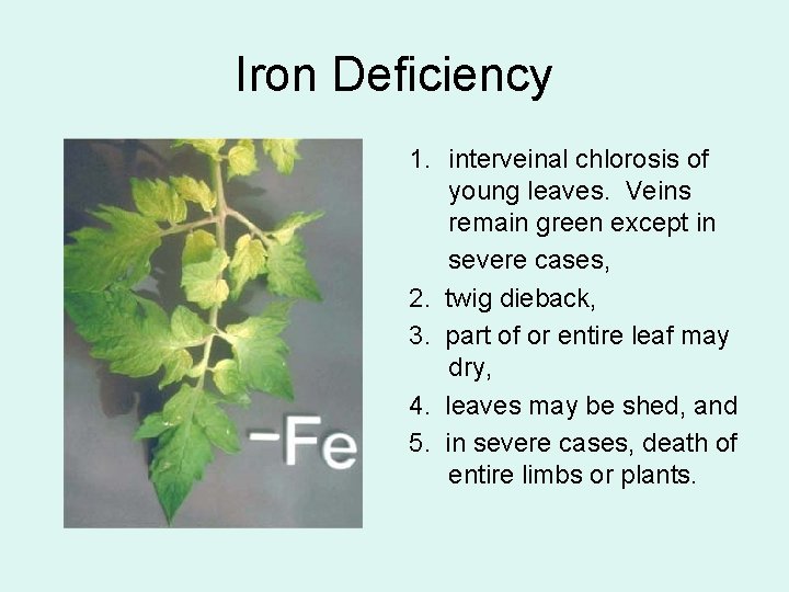 Iron Deficiency 1. interveinal chlorosis of young leaves. Veins remain green except in severe