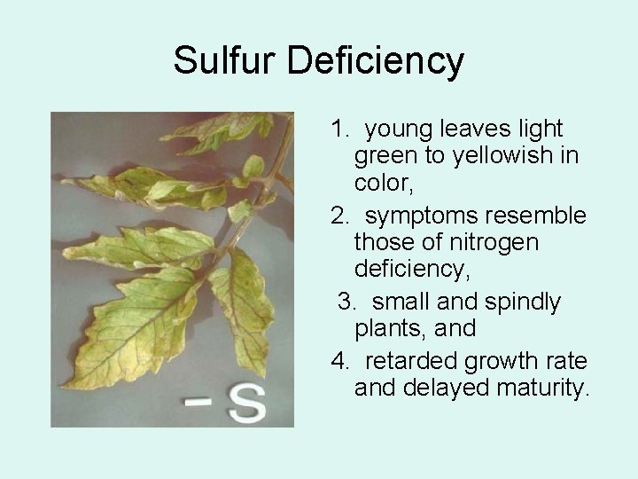 Sulfur Deficiency 1. young leaves light green to yellowish in color, 2. symptoms resemble