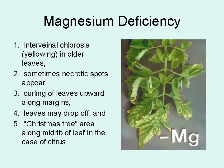 Magnesium Deficiency 1. interveinal chlorosis (yellowing) in older leaves, 2. sometimes necrotic spots appear,