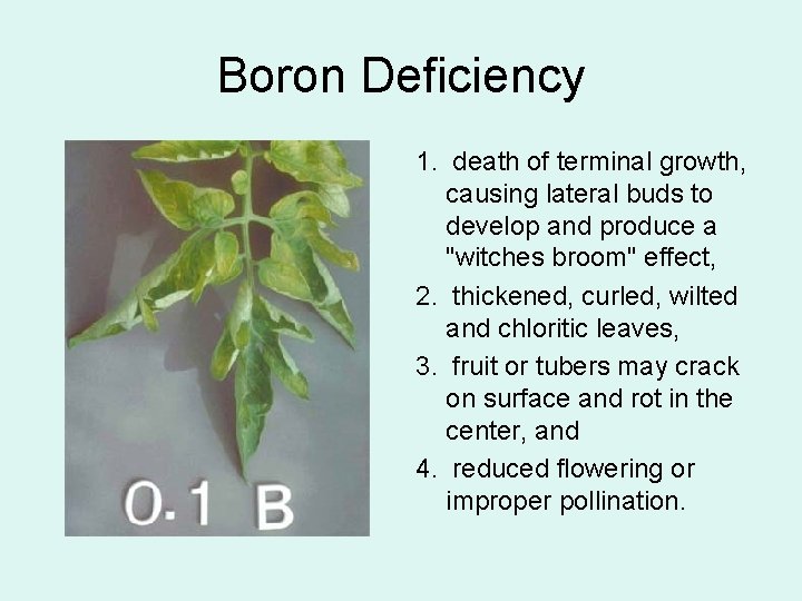 Boron Deficiency 1. death of terminal growth, causing lateral buds to develop and produce