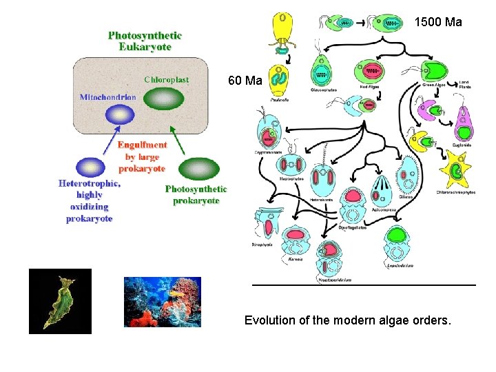 1500 Ma 60 Ma Evolution of the modern algae orders. 