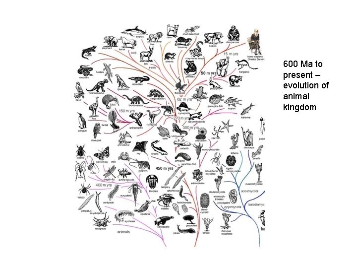 600 Ma to present – evolution of animal kingdom 