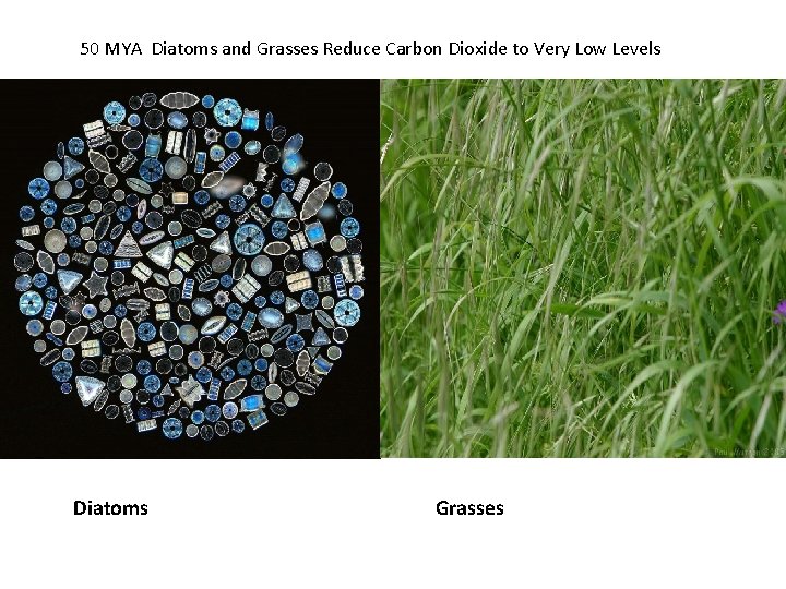 50 MYA Diatoms and Grasses Reduce Carbon Dioxide to Very Low Levels Diatoms Grasses