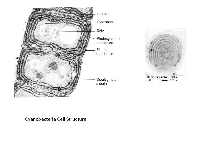 Cyanobacteria Cell Structure 