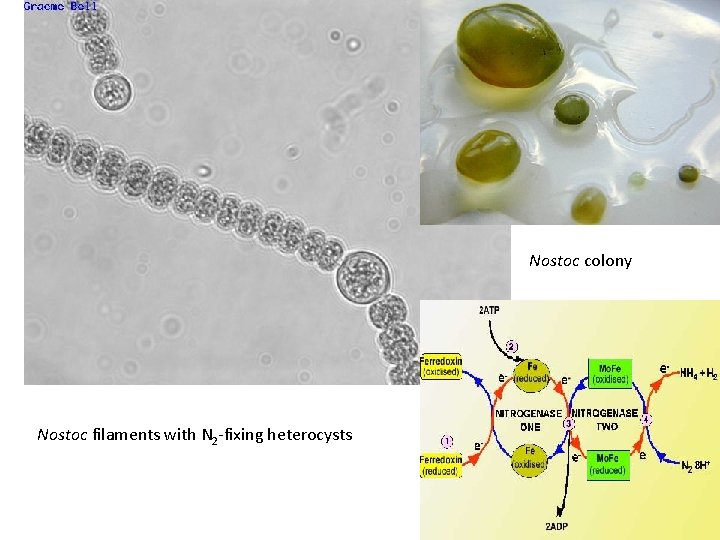 Nostoc colony Nostoc filaments with N 2 -fixing heterocysts 