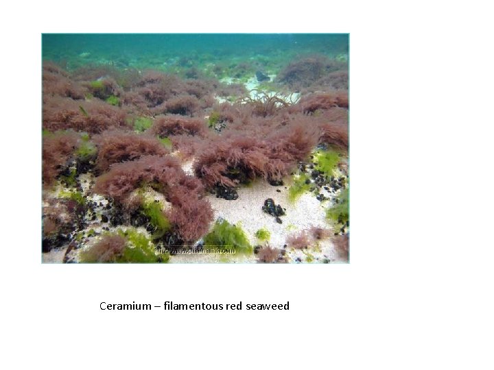 Ceramium – filamentous red seaweed 