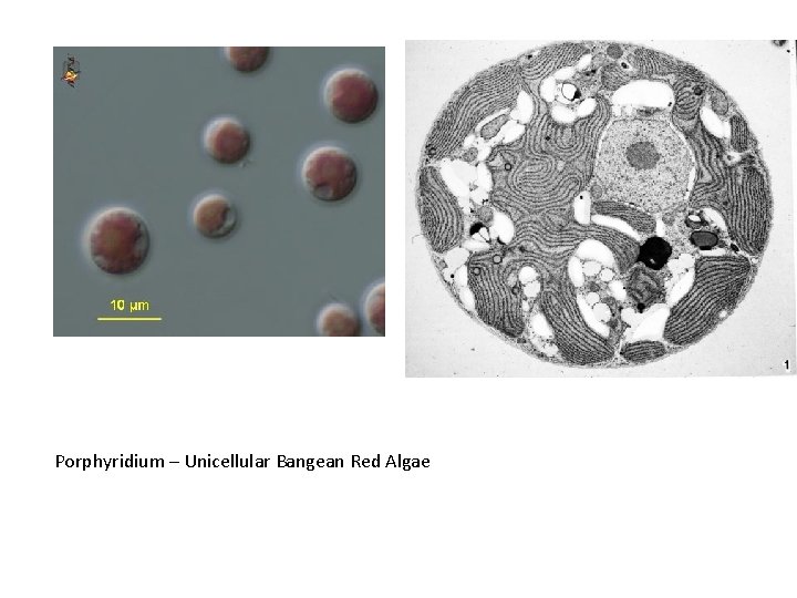 Porphyridium – Unicellular Bangean Red Algae 