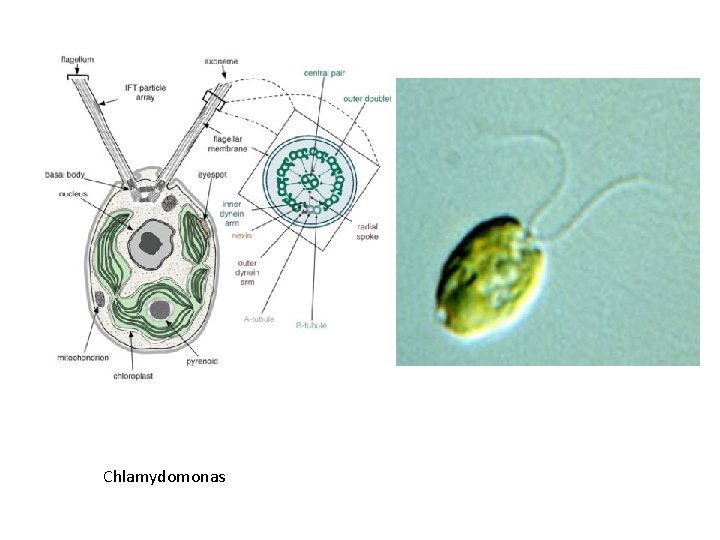 Chlamydomonas 