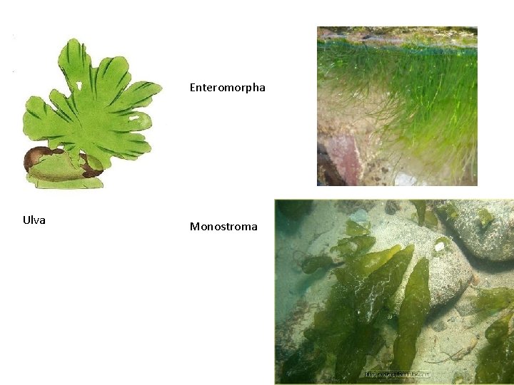 Enteromorpha Ulva Monostroma 