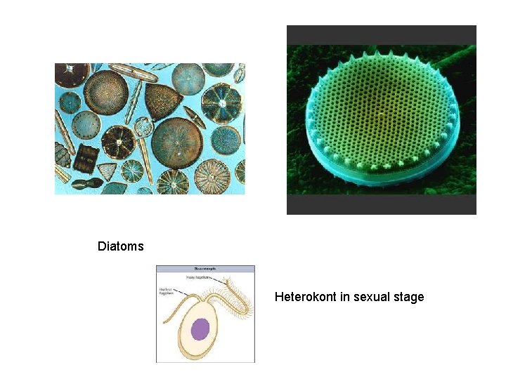 Diatoms Heterokont in sexual stage 