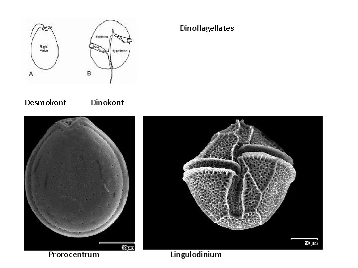 Dinoflagellates Desmokont Dinokont Prorocentrum Lingulodinium 