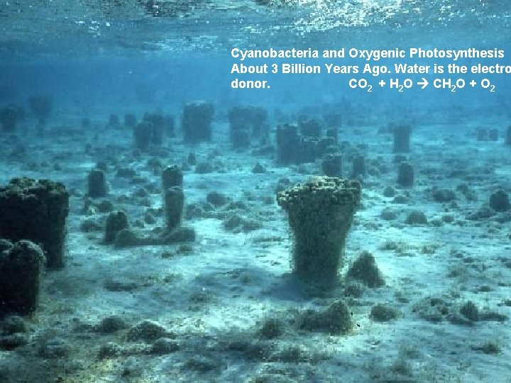 Cyanobacteria and Oxygenic Photosynthesis About 3 Billion Years Ago. Water is the electro donor.
