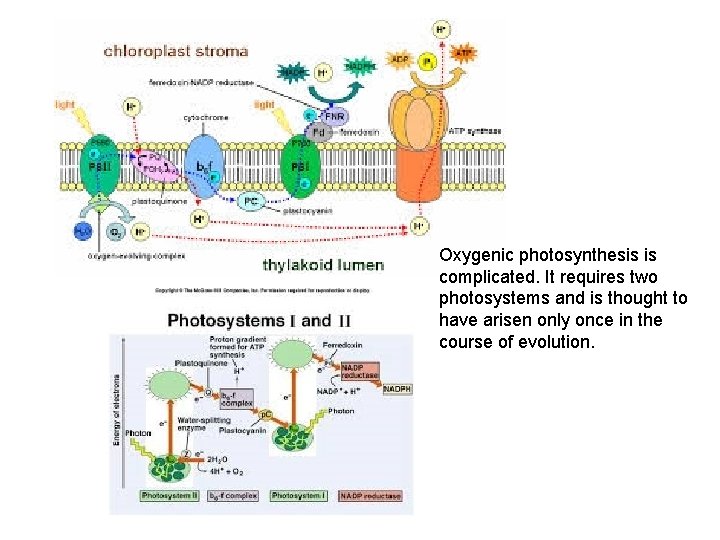 Oxygenic photosynthesis is complicated. It requires two photosystems and is thought to have arisen