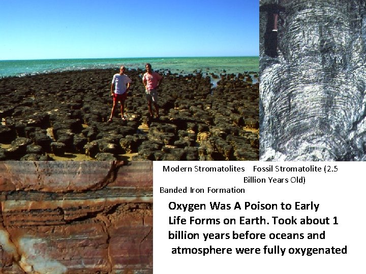 Modern Stromatolites Fossil Stromatolite (2. 5 Billion Years Old) Banded Iron Formation Oxygen Was