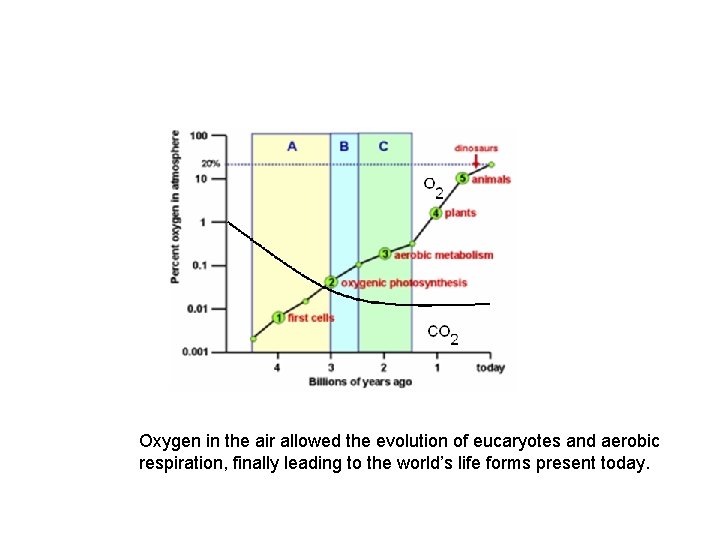 Oxygen in the air allowed the evolution of eucaryotes and aerobic respiration, finally leading