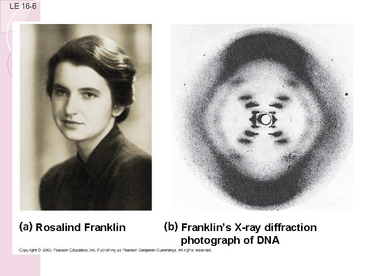 LE 16 -6 Rosalind Franklin’s X-ray diffraction photograph of DNA 