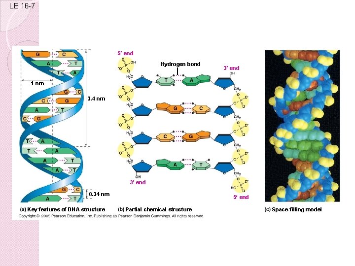 LE 16 -7 5 end Hydrogen bond 3 end 1 nm 3. 4 nm LE 16 -7 5 end Hydrogen bond 3 end 1 nm 3. 4 nm