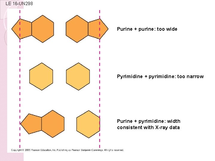 LE 16 -UN 298 Purine + purine: too wide Pyrimidine + pyrimidine: too narrow