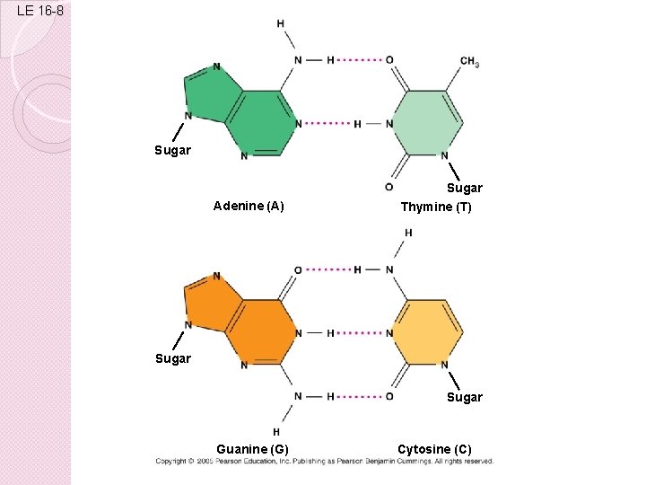 LE 16 -8 Sugar Adenine (A) Sugar Thymine (T) Sugar Guanine (G) Cytosine (C)