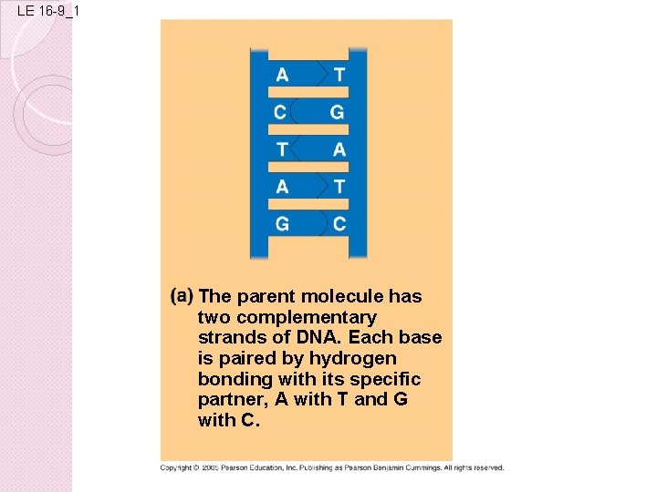 LE 16 -9_1 The parent molecule has two complementary strands of DNA. Each base