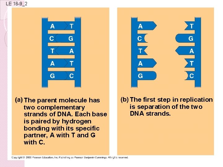 LE 16 -9_2 The parent molecule has two complementary strands of DNA. Each base