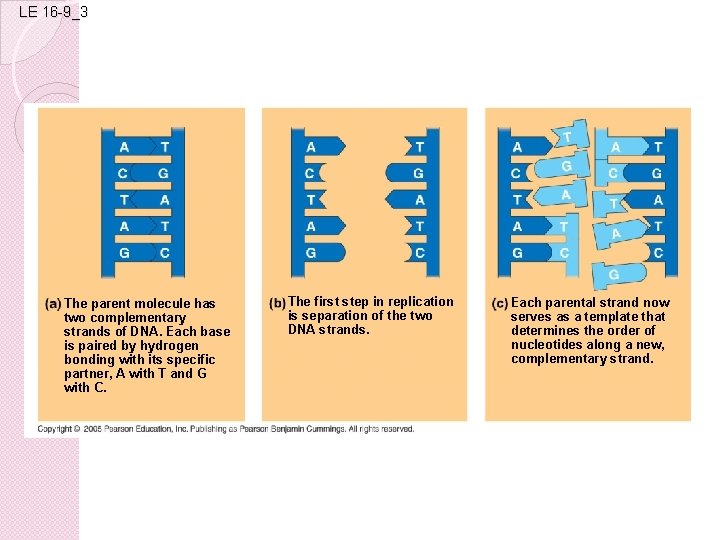 LE 16 -9_3 The parent molecule has two complementary strands of DNA. Each base