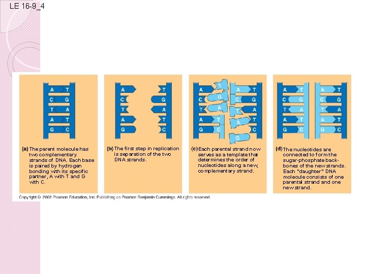 LE 16 -9_4 The parent molecule has two complementary strands of DNA. Each base