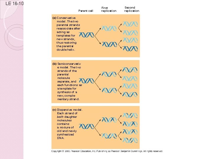 LE 16 -10 Parent cell Conservative model. The two parental strands reassociate after acting