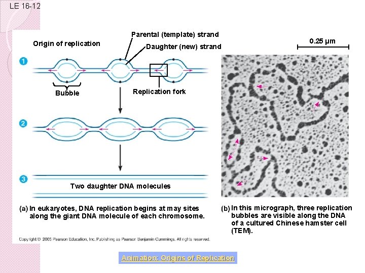 LE 16 -12 Parental (template) strand Origin of replication Bubble 0. 25 µm Daughter