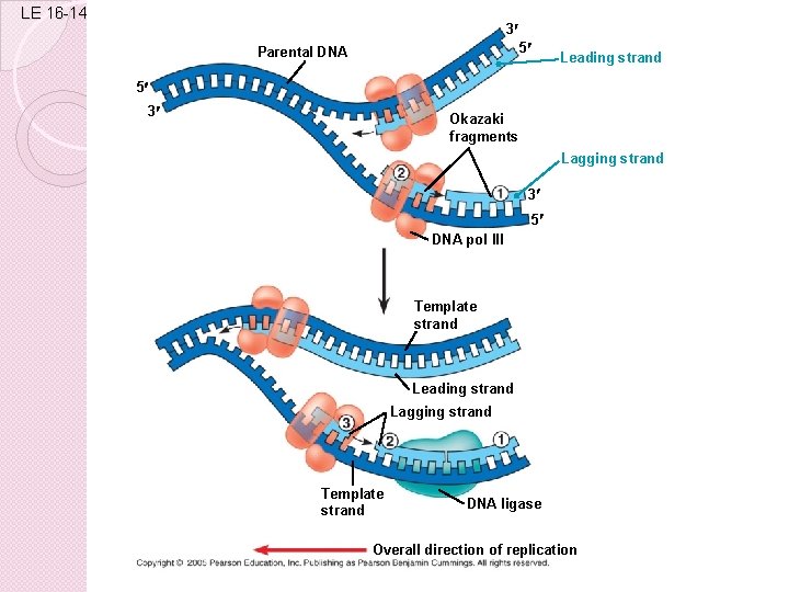 LE 16 -14 3 5 Parental DNA Leading strand 5 3 Okazaki fragments Lagging