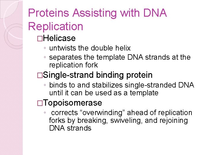 Proteins Assisting with DNA Replication �Helicase ◦ untwists the double helix ◦ separates the