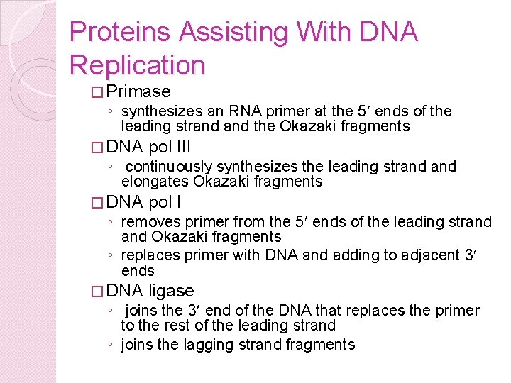 Proteins Assisting With DNA Replication � Primase ◦ synthesizes an RNA primer at the