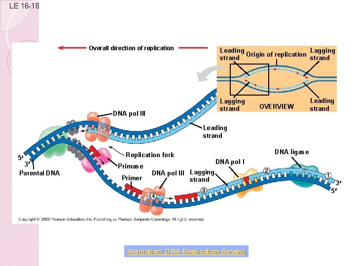 LE 16 -16 Overall direction of replication Lagging Leading Origin of replication strand Lagging