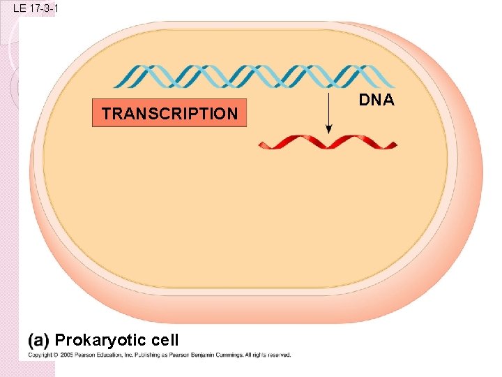 LE 17 -3 -1 TRANSCRIPTION Prokaryotic cell DNA 