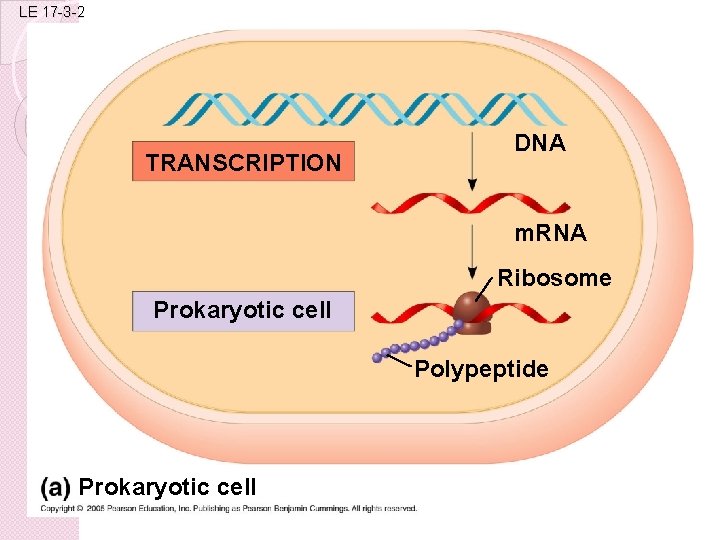 LE 17 -3 -2 TRANSCRIPTION DNA m. RNA Ribosome Prokaryotic cell Polypeptide Prokaryotic cell