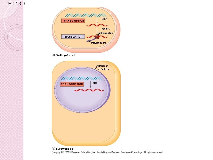 LE 17 -3 -3 DNA TRANSCRIPTION m. RNA Ribosome TRANSLATION Polypeptide Prokaryotic cell Nuclear