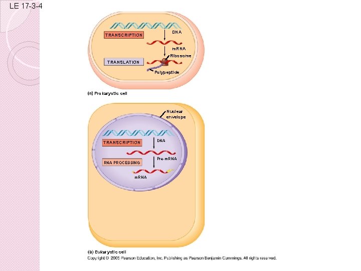 LE 17 -3 -4 DNA TRANSCRIPTION m. RNA Ribosome TRANSLATION Polypeptide Prokaryotic cell Nuclear